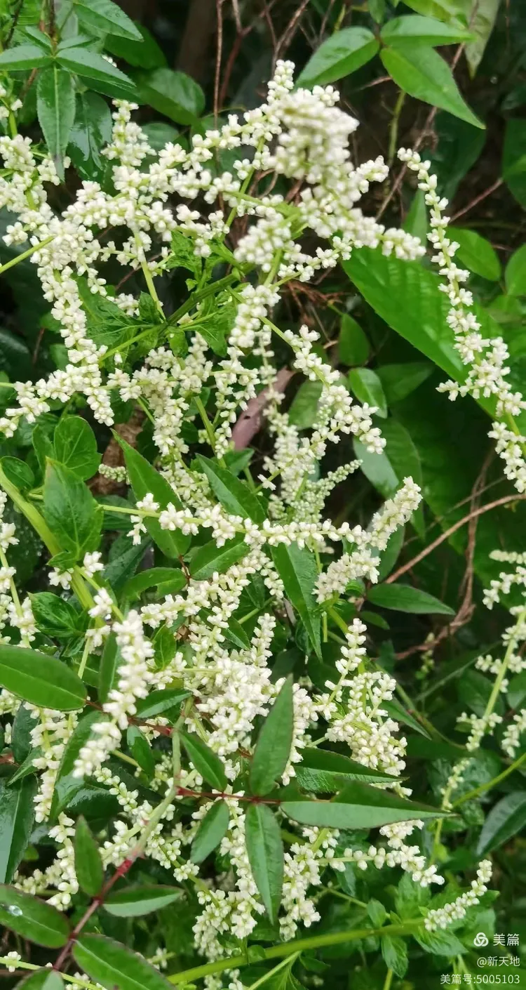 植物观赏 白苞蒿 土名田螺菜,又叫泥鳅菜